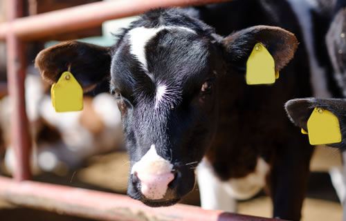 子牛台帳登録システム